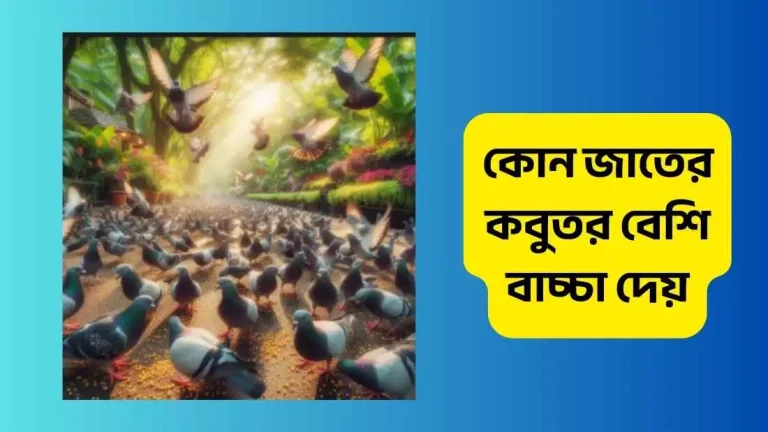কোন জাতের কবুতর বেশি বাচ্চা দেয়
