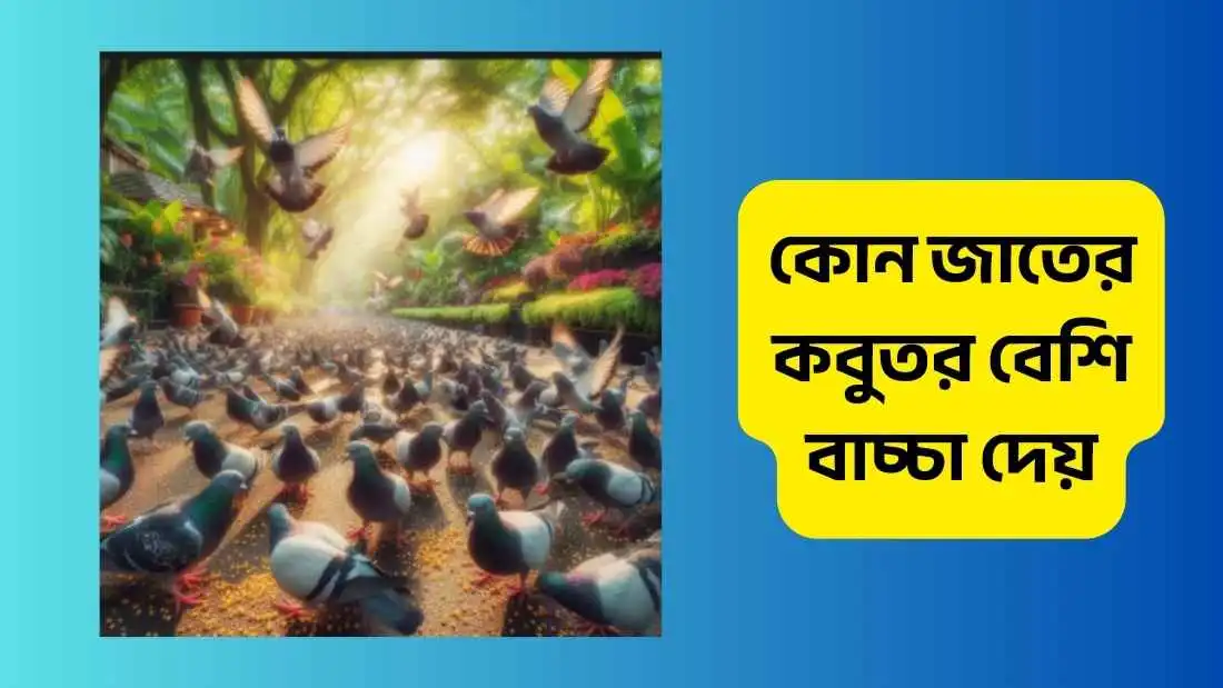 কোন জাতের কবুতর বেশি বাচ্চা দেয়