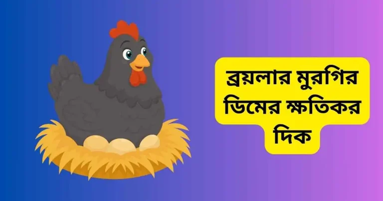 ব্রয়লার মুরগির ডিমের ক্ষতিকর দিক