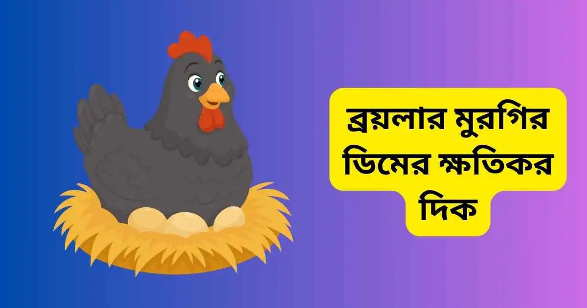 ব্রয়লার মুরগির ডিমের ক্ষতিকর দিক