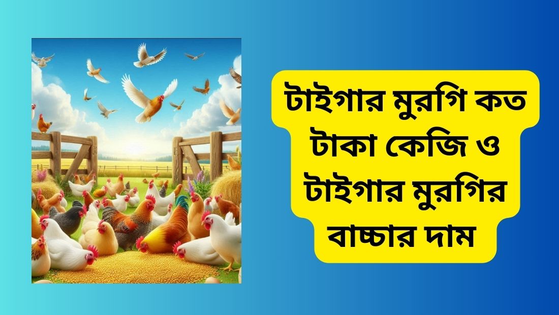 টাইগার মুরগি কত টাকা কেজি ও টাইগার মুরগির বাচ্চার দাম